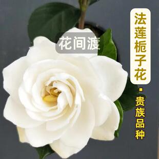 八重咲法莲栀子花重瓣浓香四季勤花莲花型盆栽阳台庭院名贵好养