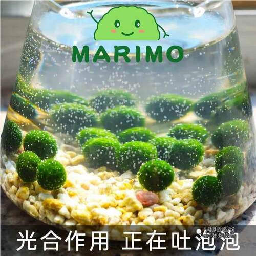 幸福海藻球marimo水培微景观生态瓶桌面鱼缸创意DIY趣味植物礼物