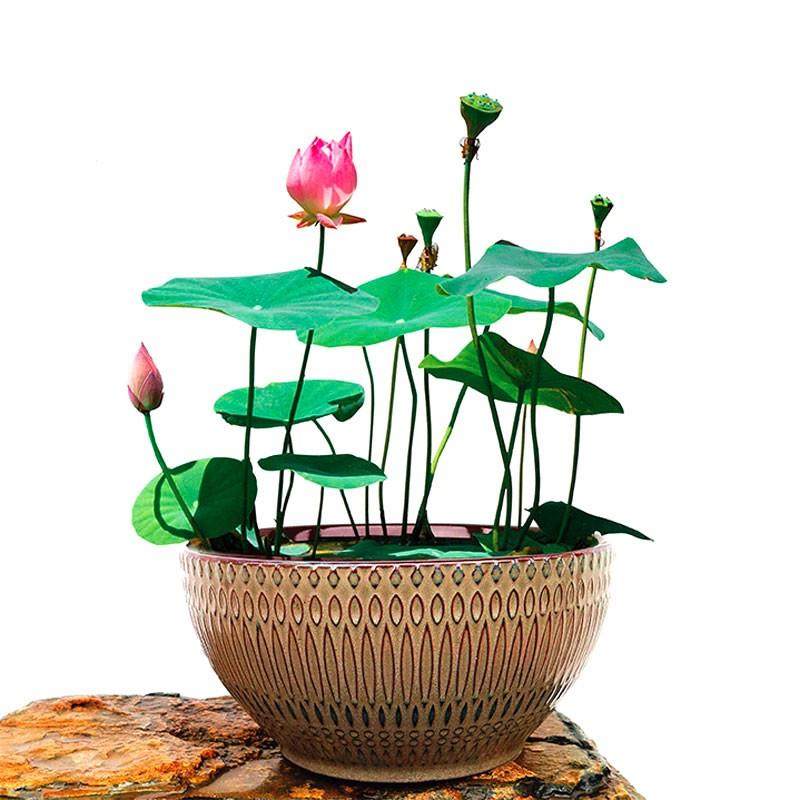 四季播种碗莲种子已开口水培植物水生睡莲荷花室内盆栽绿植花卉种