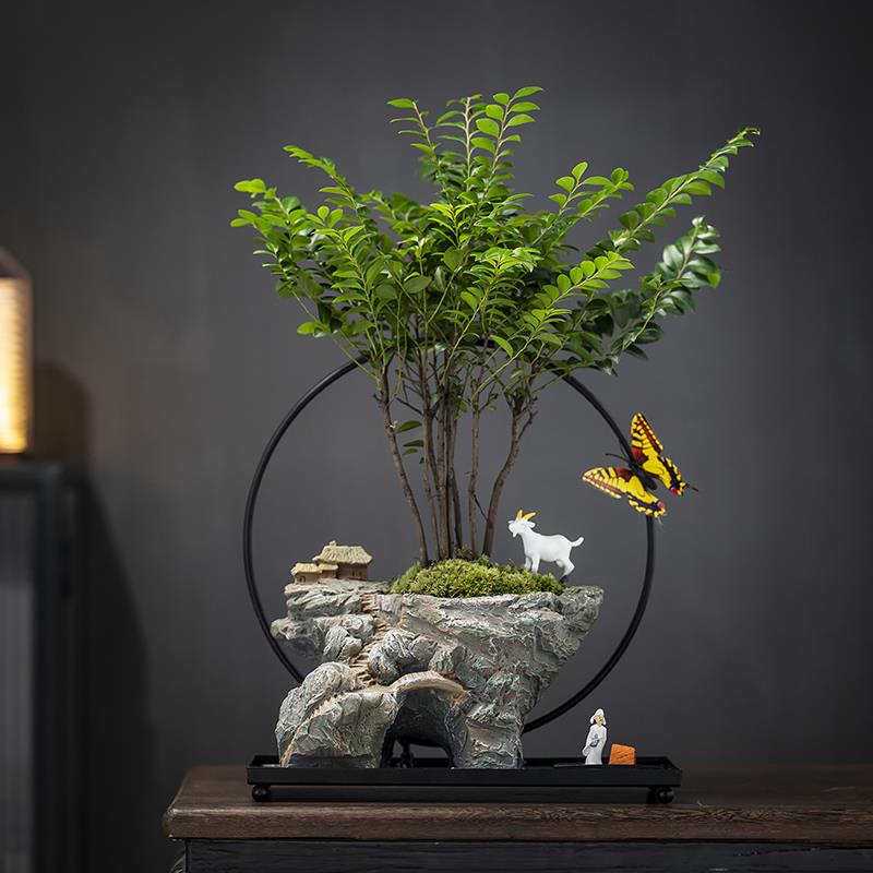 正品天空之城六月雪文竹悬浮植绿盆景栽办室内玄书桌面关净化空公