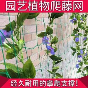 藤爬藤网加粗果蔬菜SPQ植攀爬网种花卉蔓攀援网园艺农用网庭院搭