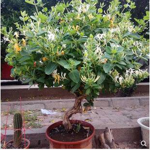 大型金银花盆栽老桩耐寒庭院植物花卉室内别墅盆景阳台金银花树苗