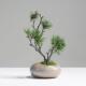 饰假花松树 植物客厅桌面装 中式 彷真迎客松小盆景摆件陶瓷花瓶套装