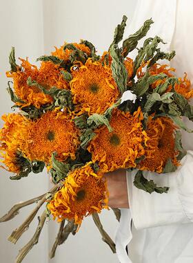 泰迪向日葵干花花束客厅摆设插花干枝天然风干花永生花装饰摆件