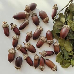 森系天然大橡子大橡果装饰手工干花挂件节日布景幼儿园环创摆件