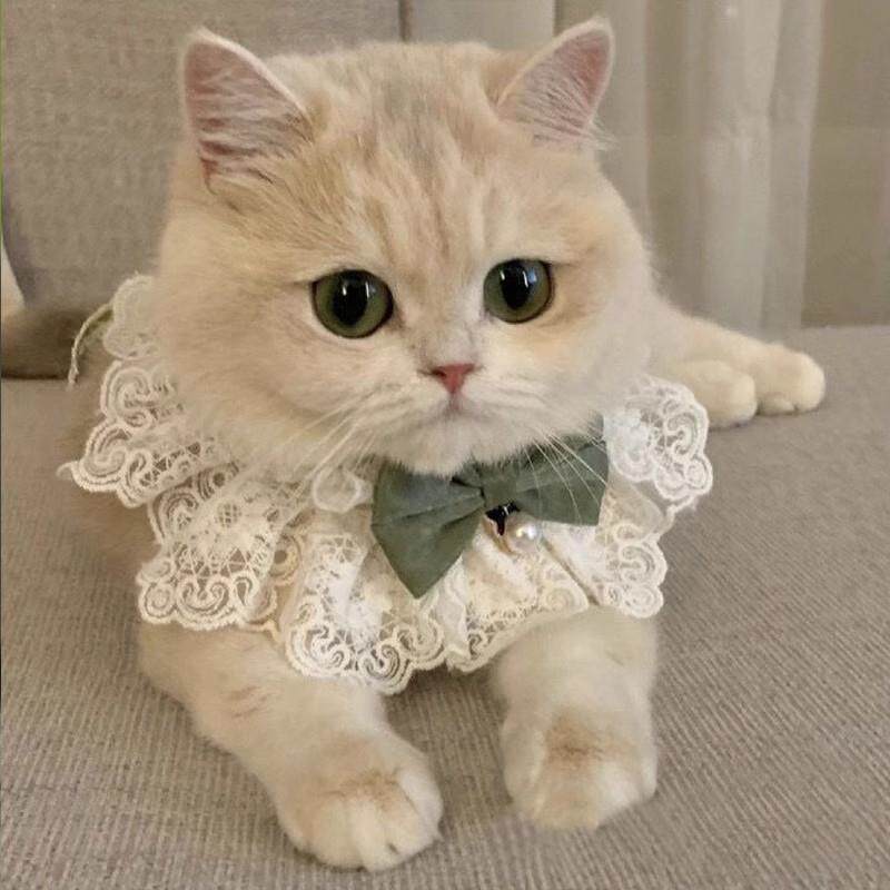 猫咪衣服夏季薄款布偶猫幼猫奶猫小猫裙子公主裙猫猫夏天项圈围脖