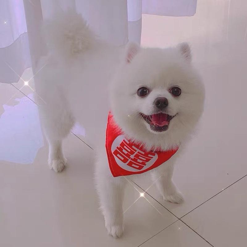 大型犬结婚狗狗猫咪口水口水巾