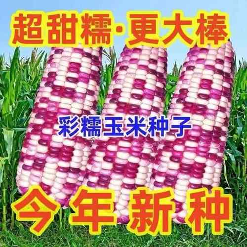 种超甜彩甜糯玉米种子四季播高产香甜糯玉米子彩甜糯四季蔬菜种籽