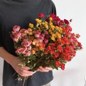 云南多头玫瑰干 饰插花摆件送 干燥花真花蔷薇泡泡花束家居客厅装