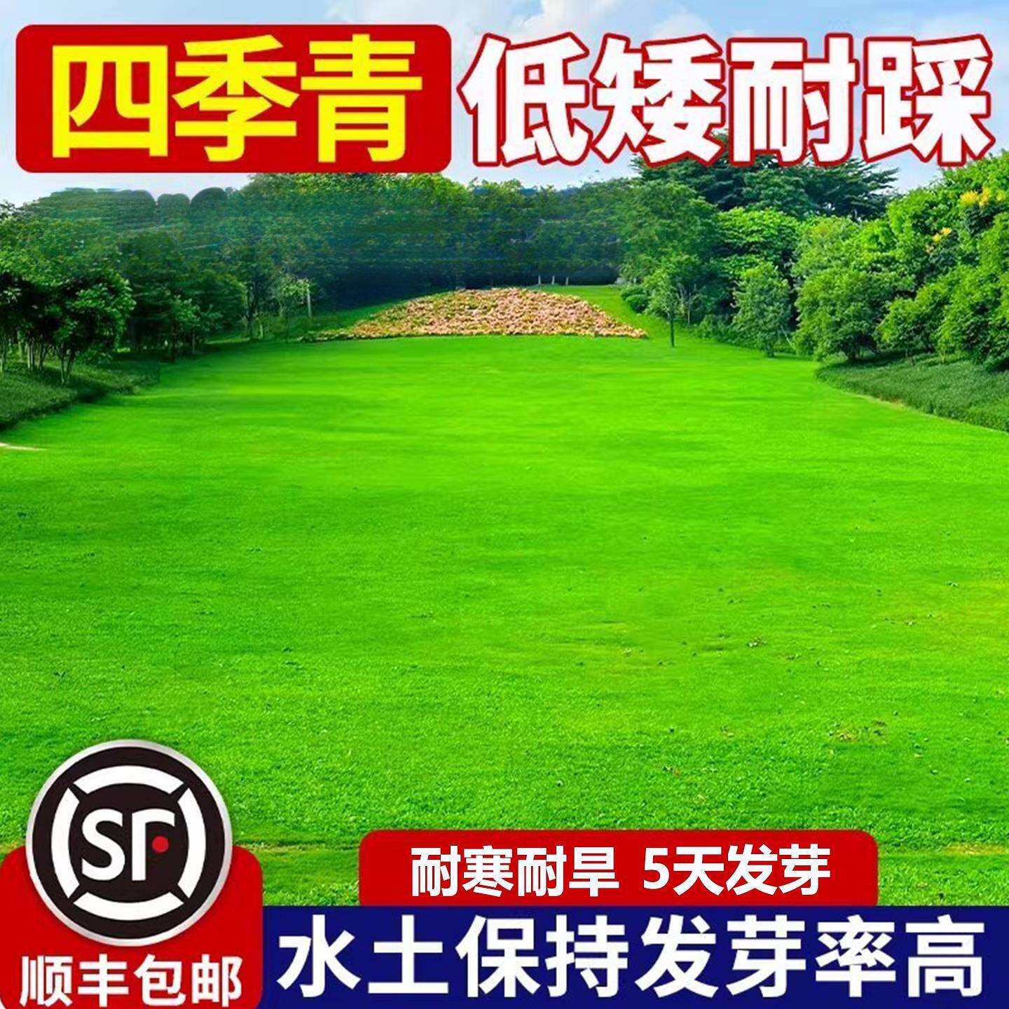 草坪草籽四季常青地毯草庭院绿化黑麦草狗牙根护坡固土草子种籽孑