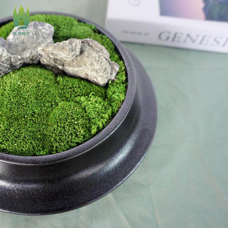 苔藓微观植物盆栽禅意桌面绿植盆栽日式青苔创意盆景新中式摆件