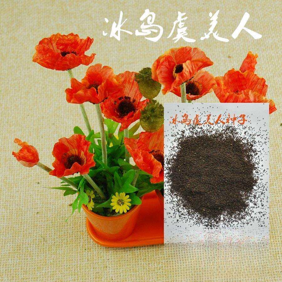 景观花海草籽宿根花海草籽道路护坡多年生虞美人花海花籽