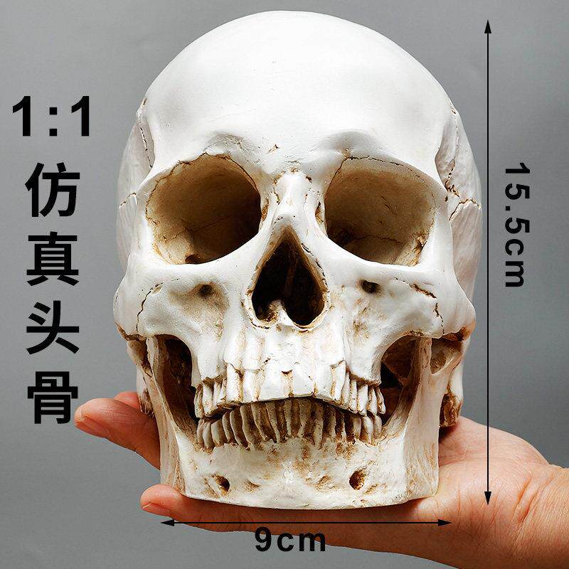 树脂彷真石膏头骨像美术素描骷髅头模型1比1教具人物写生静物