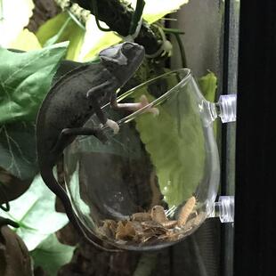 吸盘玻璃爬宠爬虫防逃逸食盆爬虫变色龙守宫睫角多墙面吸盘喂 食