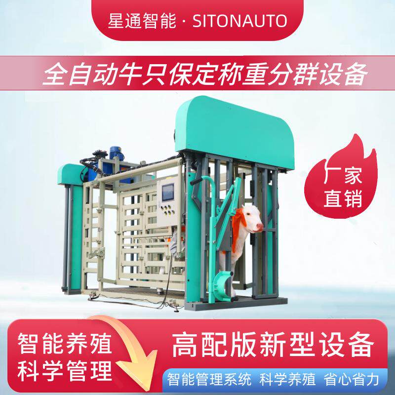 牛只固定称重分群设备全自动可遥控稳固耐用肉牛养殖管理