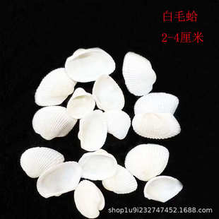 白毛蛤白色贝壳 爱贝来天然海螺贝壳批发 景区DIY工艺品厂家货源