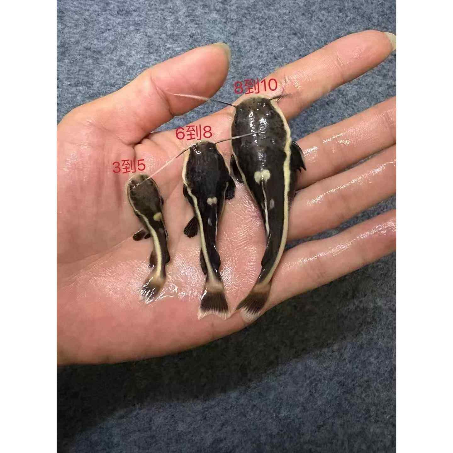 招财猫鱼活红尾鲶发财淡水热带观赏龙鹦鹉战船