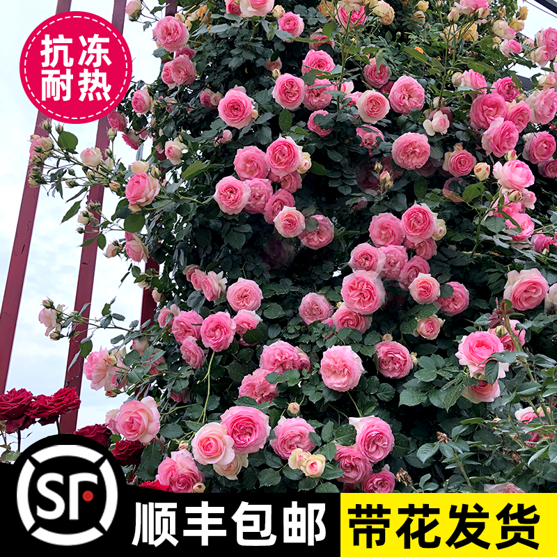 藤本月季花苗特大花浓香庭院植物室内花卉盆栽玫瑰爬藤蔷薇四季开