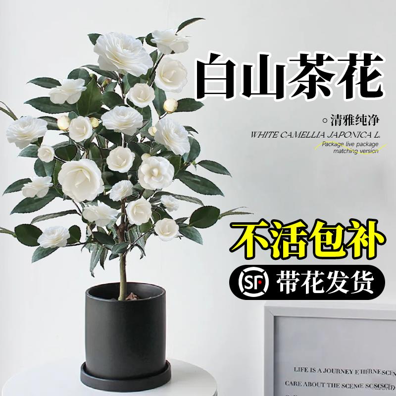白山茶花盆栽帶花苞東方亮白色山茶花樹苗四季室內(nèi)花卉陽臺(tái)好養(yǎng)活