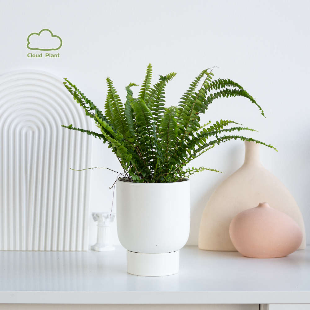 白云植物 | 波士顿蕨蕨类盆栽室内绿植好养北欧摆件桌面盆景花卉