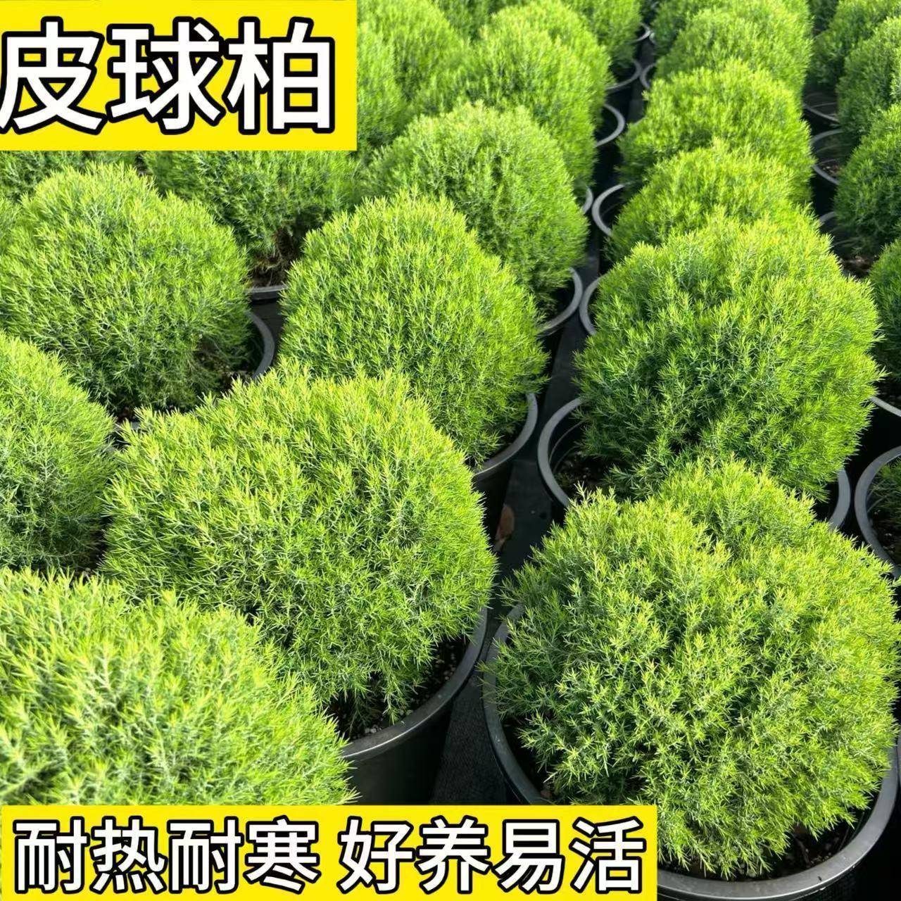 皮球松盆栽皮球柏室外花园庭院植物耐寒耐热四季常绿