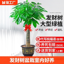 发财树盆栽室内好养大型招财树绿植物，客厅办公室开业花卉盆景甲醛