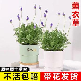 薰衣草盆栽带花室内阳台庭院四季 好养花卉绿植客厅浓香驱蚊草鲜花