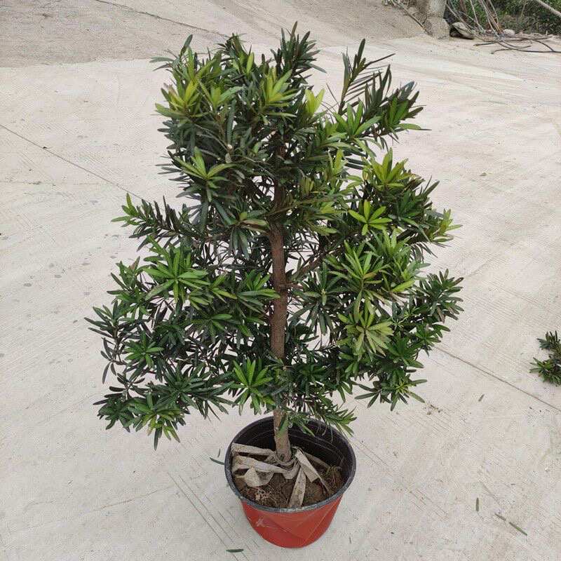 宗雀舌罗汉松树苗盆景庭院种植盆栽迎客松四季常青中大型植物绿植