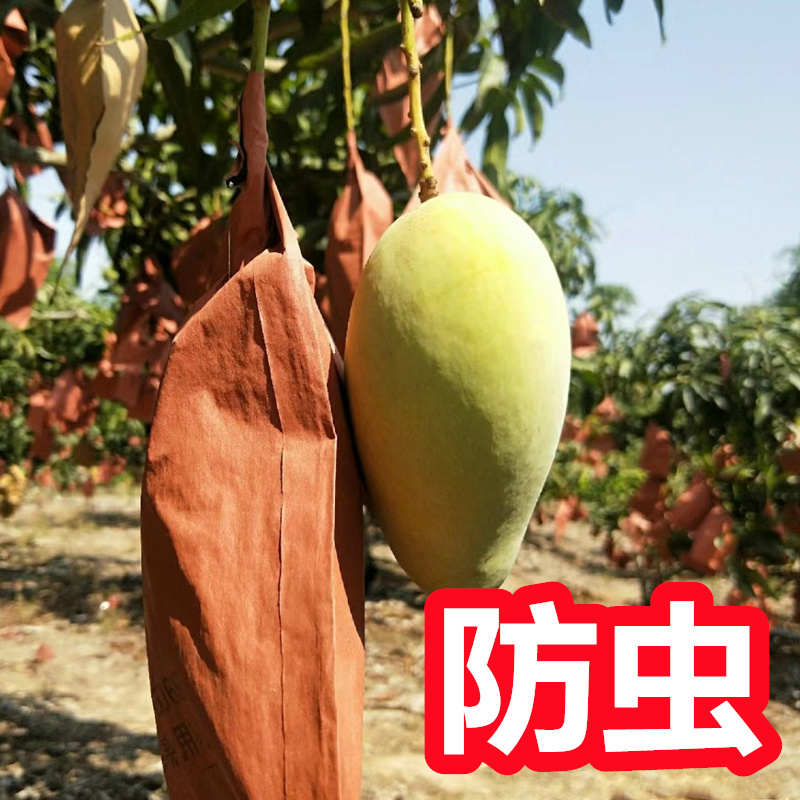 金煌芒果套袋专用袋 包套果的袋子芒果套果的袋子 金黄水果防虫鸟