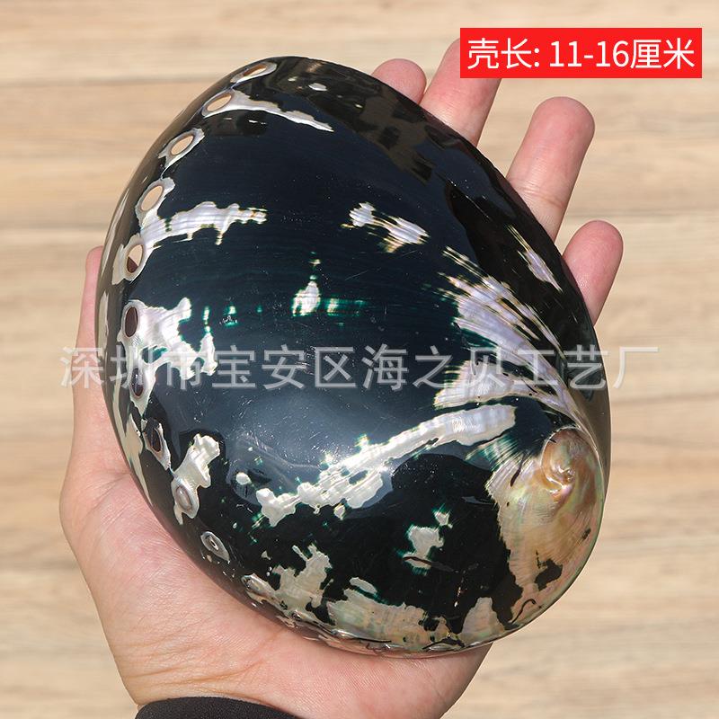 黑金鲍黑金鲍鱼鱼壳鱼造景装饰拍摄缸壳道具天然海螺贝家居品工艺