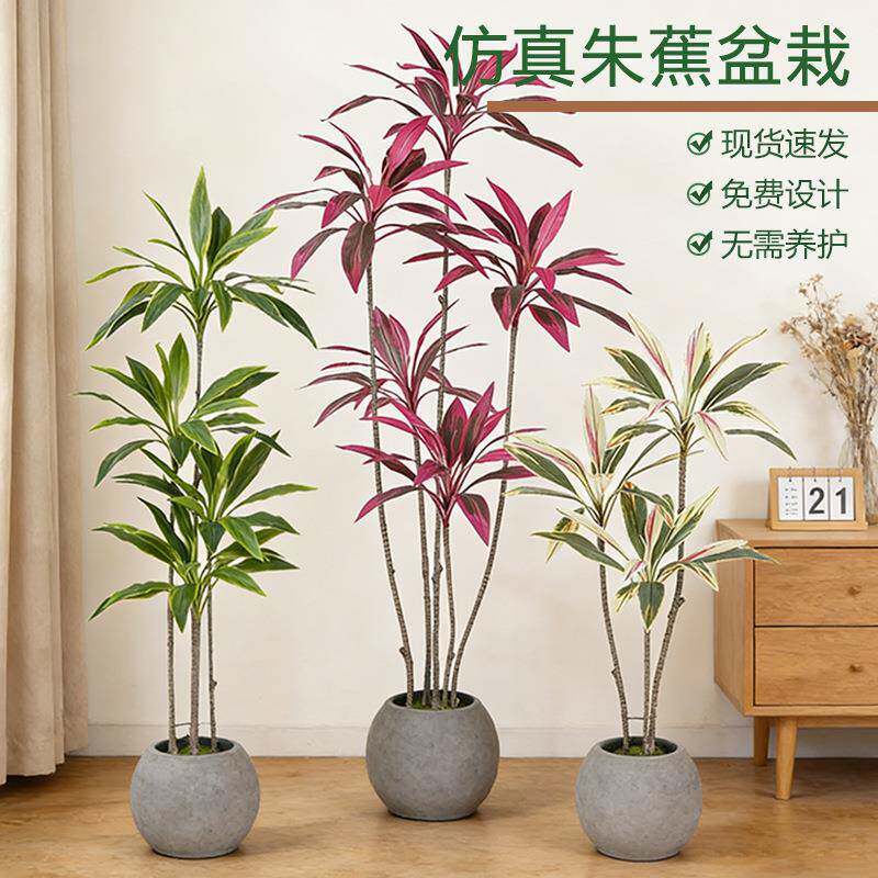 轻奢七彩朱蕉真绿植铁树盆栽室内家居装饰摆件软装造景假植物