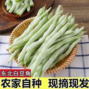 东北芸豆角新鲜四季豆白豆角扁豆5斤包邮老来少东北豆角现摘蔬菜