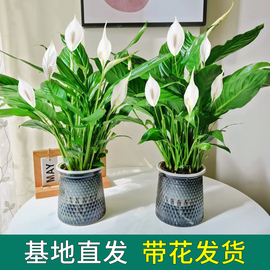 白掌一帆风顺盆栽水培植物，办公室内绿植红掌四季开花好养带花苞