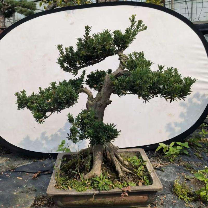 雀舌罗汉松盆景树桩花卉盆景室内盆栽庭院绿植花卉盆栽创意造型树