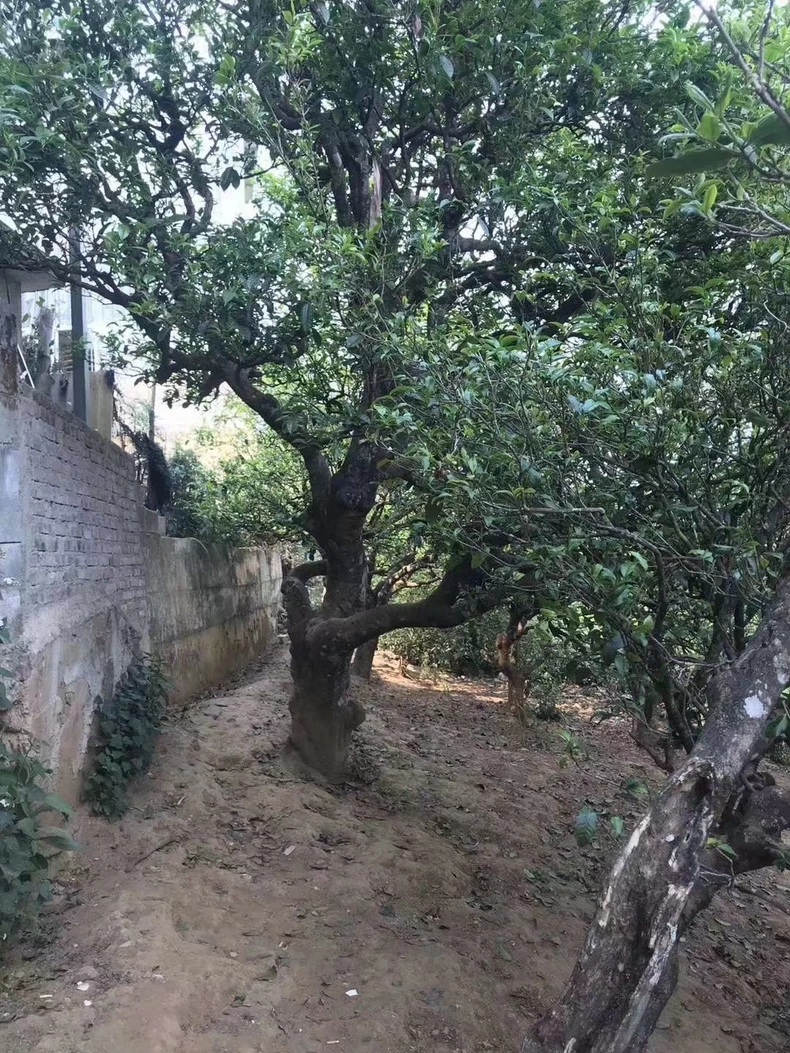 2012年冰島老寨黃金葉磚 500克一磚 頭春古樹老茶 普洱茶 BUASHOP普洱老茶