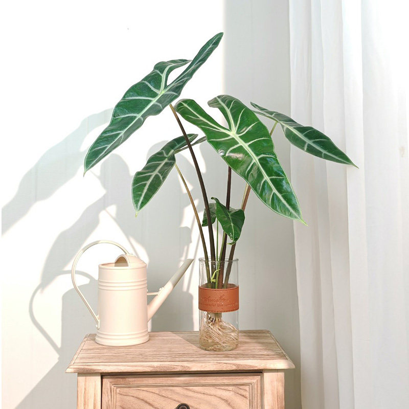 【吴先森的复式】银脉剑叶海芋绿植室内阳台大叶热植新奇植物好养