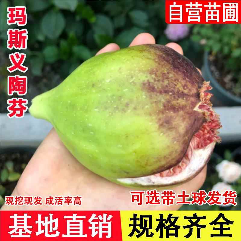 玛斯义陶芬无花果树果苗抗寒特大浓甜当年结果盆栽地栽北南方种植
