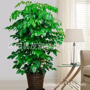 盆栽植物居家绿植盆栽花室内摆放绿植幸福树