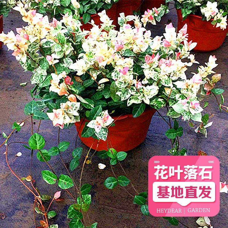 花叶络石盆栽吊兰四季垂吊耐热耐寒庭院室内绿植花卉彩叶络石花苗