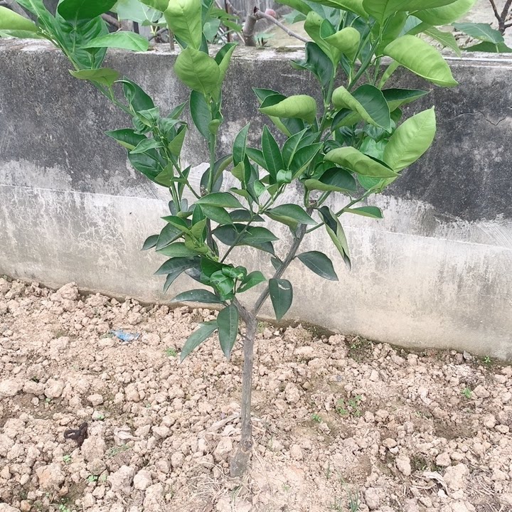 4号血橙桌面绿植