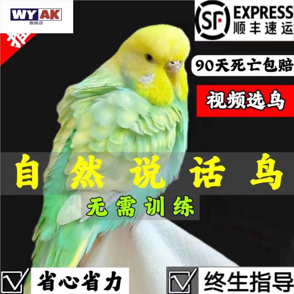 鹦鹉活鸟一公一母大头虎皮手养虎皮会说话的牡丹玄风