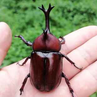 独角仙活虫甲姬兜长戟大兜网红宠物新手入门级好养昆虫大力士甲虫