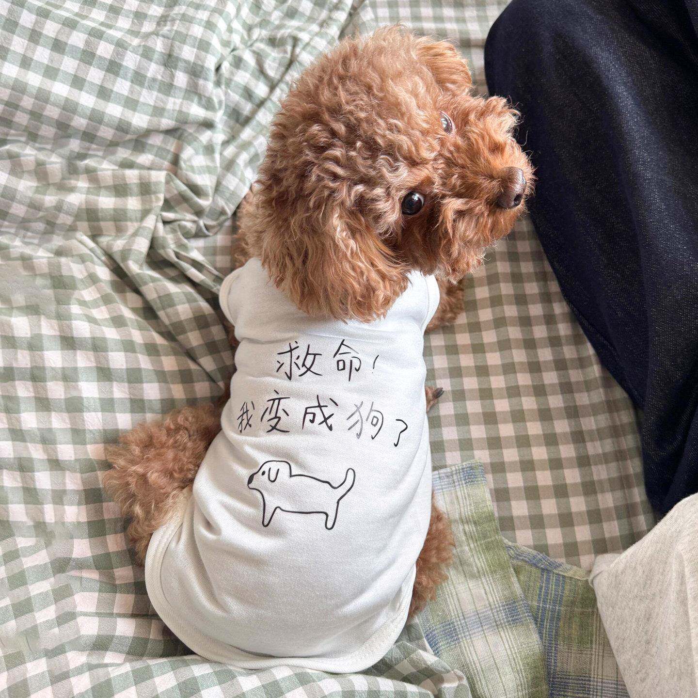 狗狗衣服中小型犬薄款防掉毛春装泰迪柴犬雪纳瑞外出防脏两脚衣