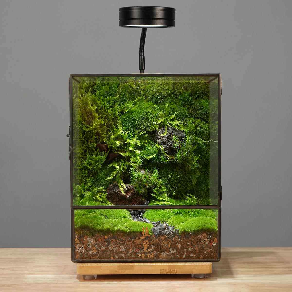 植觉先生 | 入林森 顺丰发货 | 森林生态微景观室内苔藓微景观