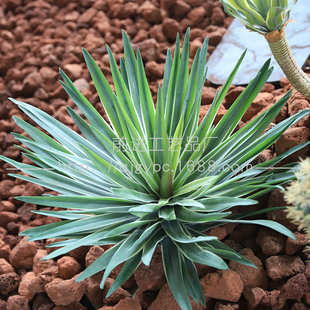手感软胶材料千叶剑麻仿真植物沙生植物造景绿植千手剑麻剑兰盆栽