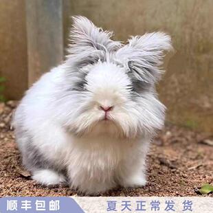 兔子活体盖脸猫猫兔安哥拉长毛兔网红宠物兔侏儒兔荷兰垂耳兔包邮