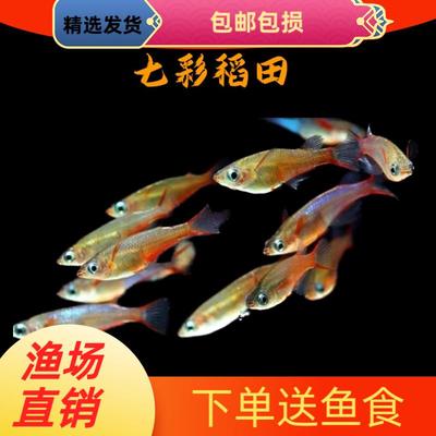 七彩稻田鱼观背七彩霓虹稻田鱼淡水鱼观赏鱼梦幻鳉科鱼小型热带鱼