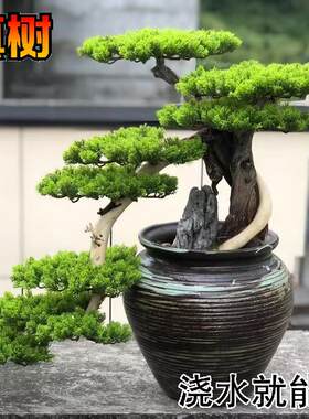 真树迎客松盆景盆栽树根雕迎客松天然摆件松树涯柏岩柏枯木老桩