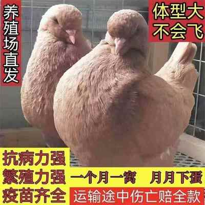 【推荐品种】纯种观赏元宝大体鸽子特大活物一对种鸽活体元宝鸽子