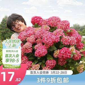 海蒂的花园绣球花苗太阳神殿花手鞠万华镜庭院阳台花卉植物盆栽